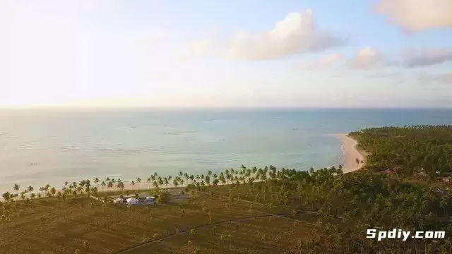 海边美丽的树木视频素材
