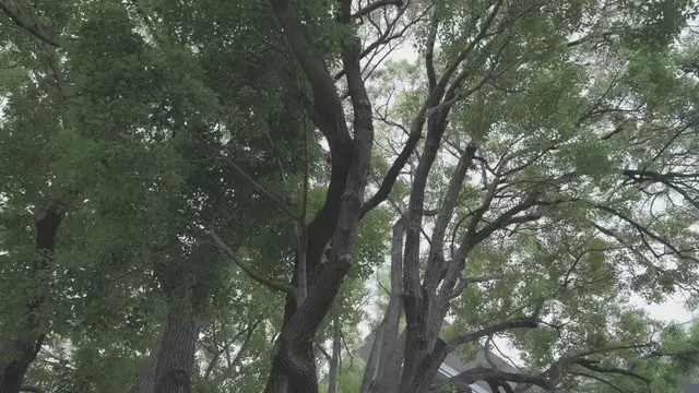 大绿树植物森林环境视频素材插图