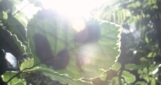 阳光照耀着绿色的叶子视频素材插图