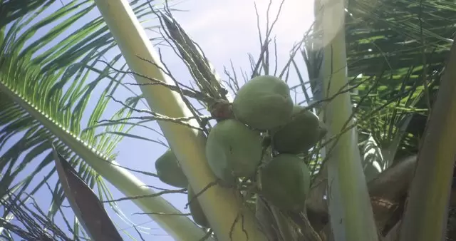 绿色椰子视频素材插图