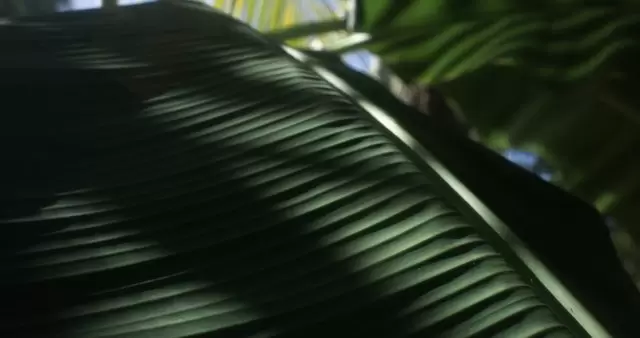 太阳光影下的大片叶子视频素材插图