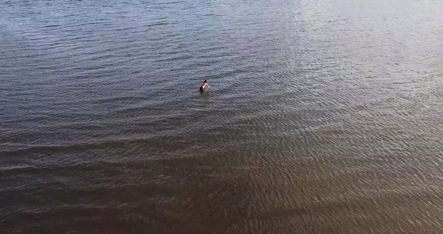 男子在河里游泳视频素材插图
