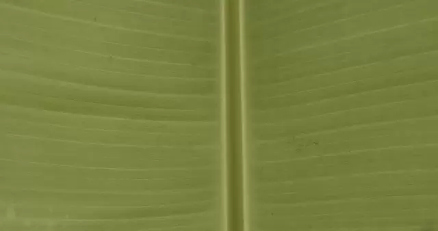 绿色树叶表面纹理特写视频素材插图