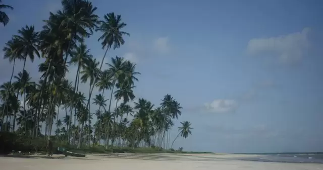棕榈树的热带海滩视频素材插图