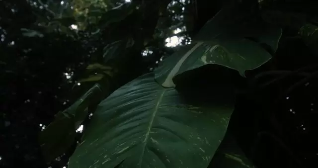 丛林植物树叶表面视频素材插图