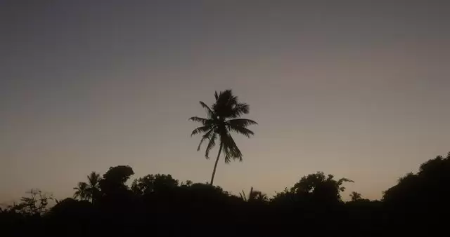 日落时的棕榈树视频素材插图