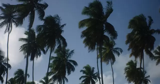 棕榈树在风中吹动视频素材插图