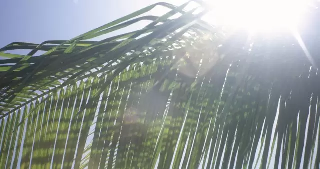 阳光照耀着棕榈树视频素材插图