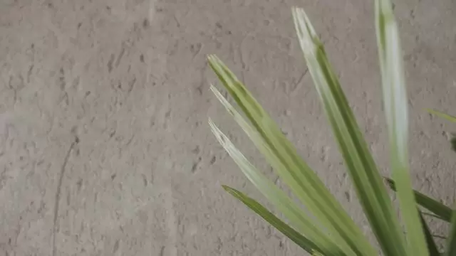 植物在风中摇曳视频素材插图