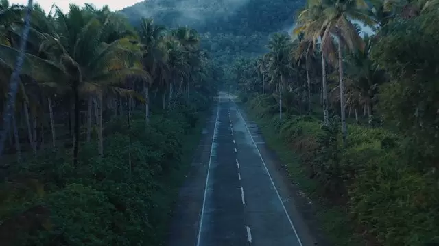开车穿过棕榈树森林公路航拍视频素材插图