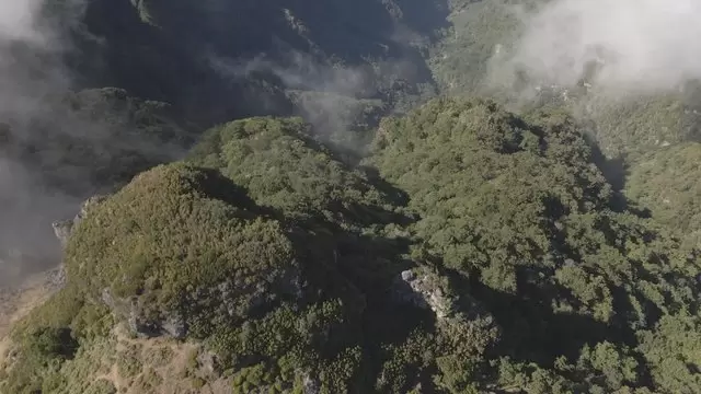 迷雾山脉自然森林航拍视频素材插图