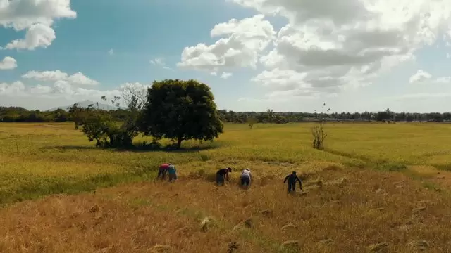 收割水稻的农民航拍视频素材插图