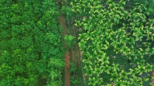 绿色棕榈树植物自然航拍道路视频素材插图