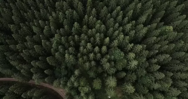 成片的松树森林自然航拍视频素材插图