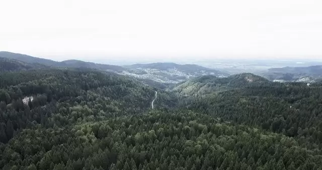 山上的树木森林航拍视频素材插图