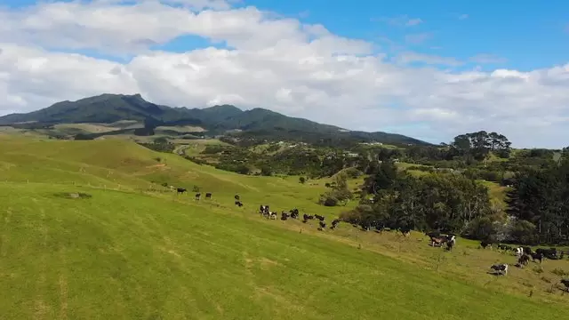 新西兰一块田地上的奶牛航拍视频素材插图
