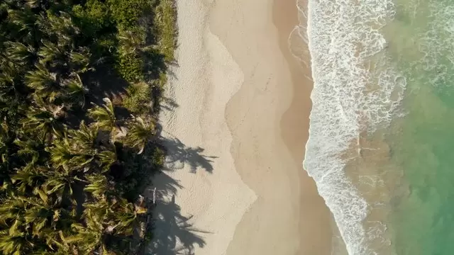 海滩边的森林航拍海岸线和棕榈树视频素材插图