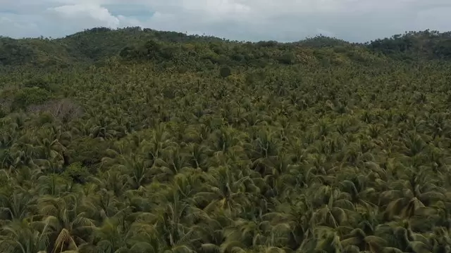 海岸边的棕榈树航拍视频素材插图