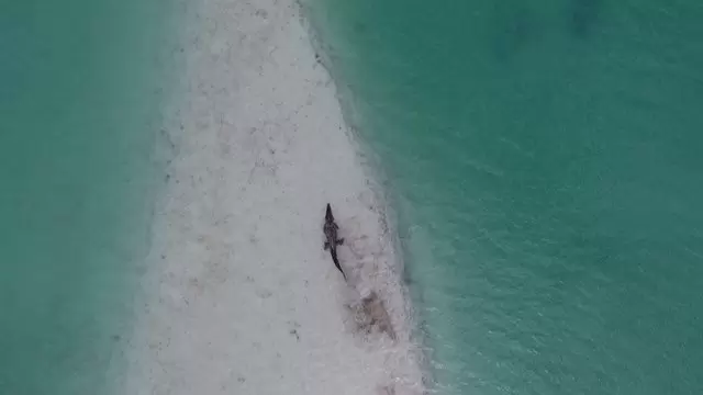 海洋中的鳄鱼航拍视频素材插图