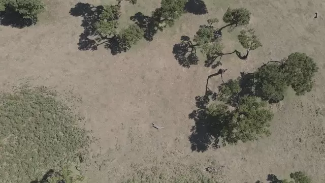 树木的平移镜头航拍视频素材插图