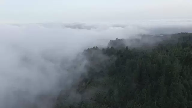 森林被雾覆盖航拍摄影视频素材插图