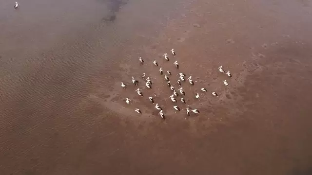 水边的鹈鹕群鸟类航拍视频素材插图