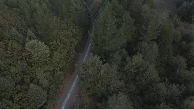 穿过森林的道路航拍视频素材插图