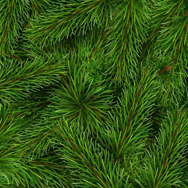 圣诞树的树枝背景插图