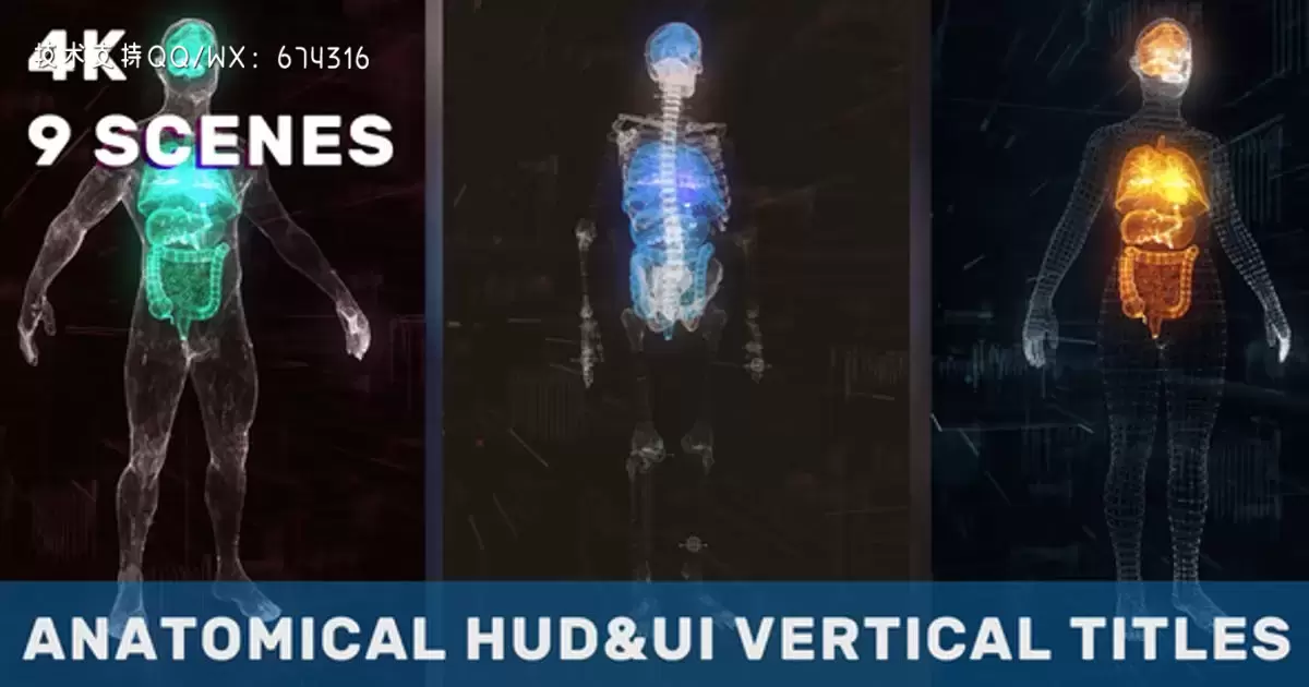 解剖垂直平视显示器UI标题AE视频模版Anatomical Vertical HUD UI Titles