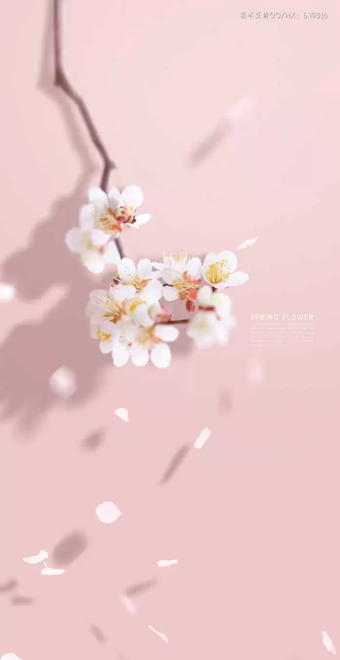 春季樱花花瓣手机壁纸背景素材 (psd)插图