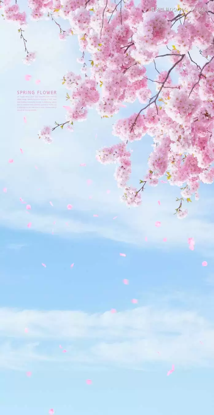 粉色樱花天空手机壁纸背景素材 (psd)插图