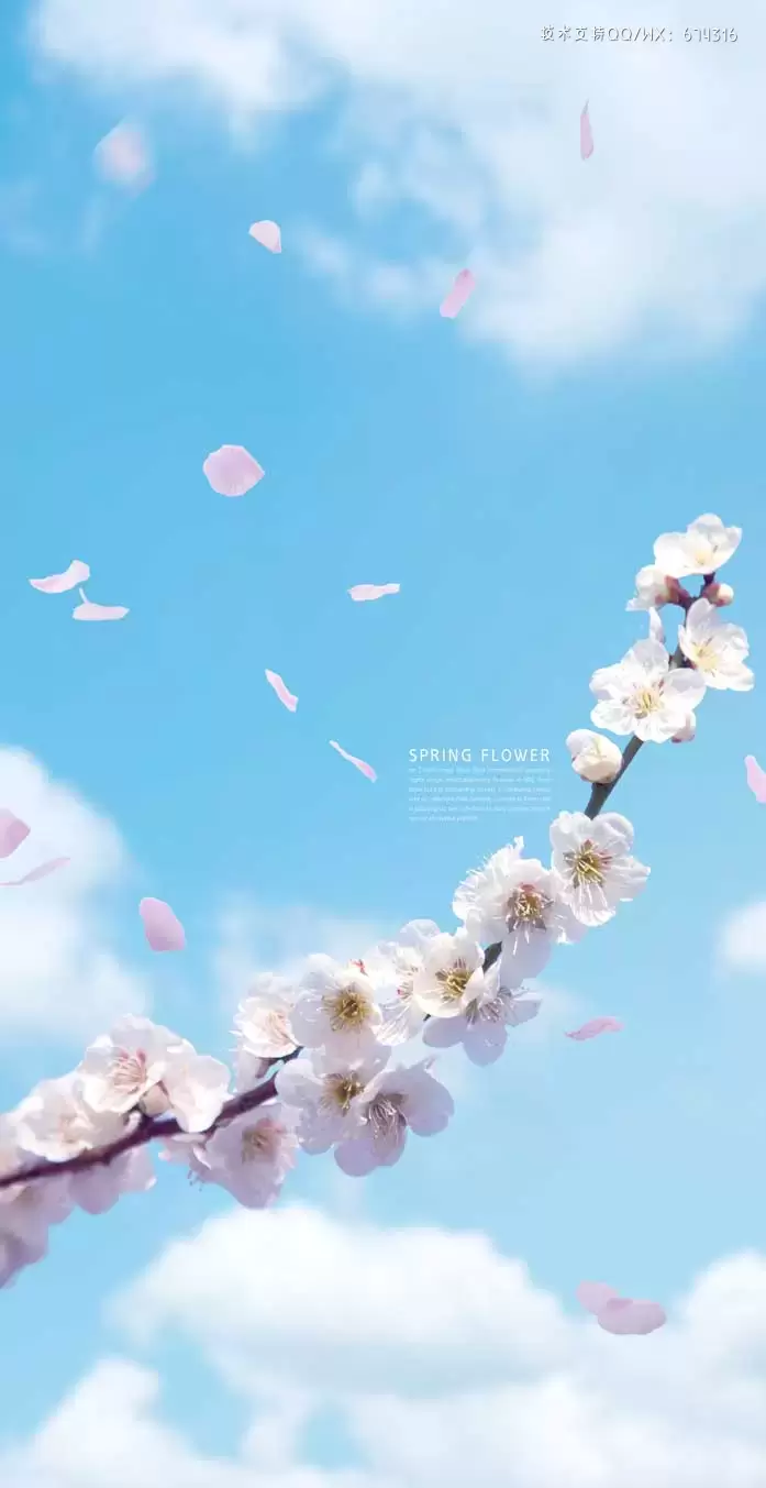 白色蓝天春季樱花手机壁纸背景素材 (psd)插图