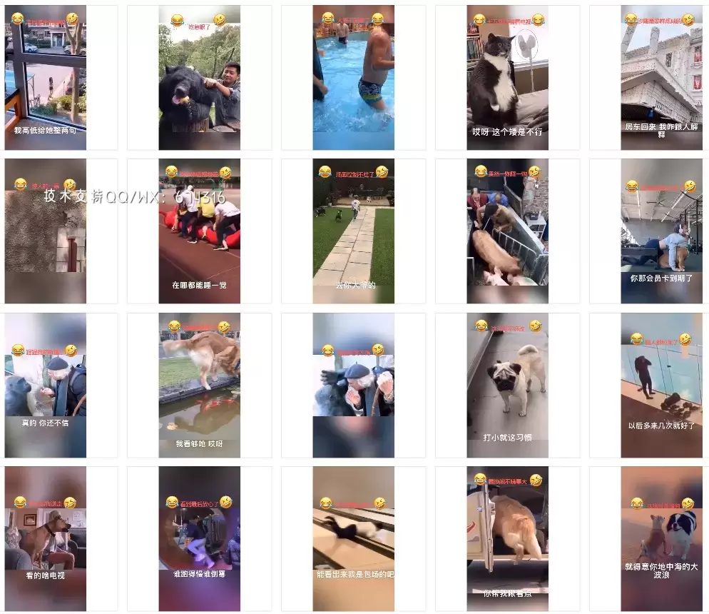 3600个搞笑短视频配音自媒体动物旁白解说对话短视频素材打包插图2