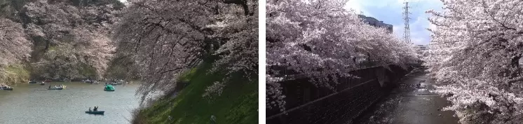99套+东京富士山下街景樱花4K唯美治视频素材打包插图6