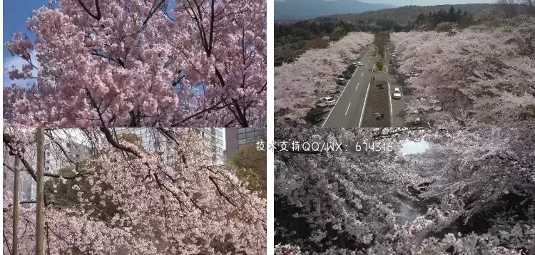 99套+东京富士山下街景樱花4K唯美治视频素材打包插图5