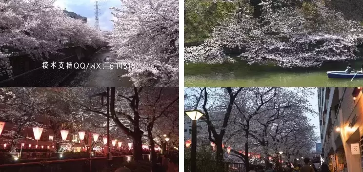 99套+东京富士山下街景樱花4K唯美治视频素材打包插图2