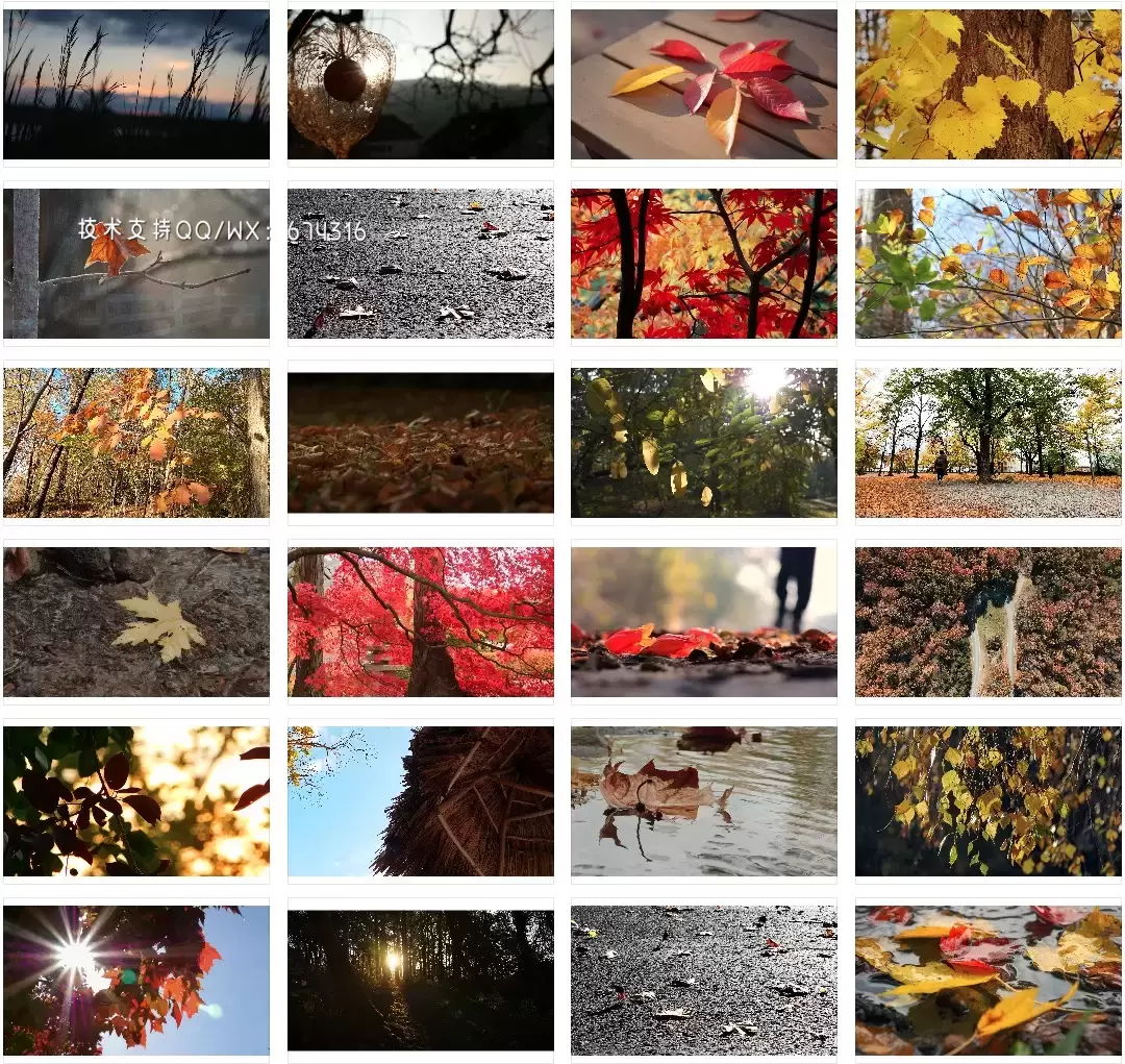 128+vlog唯美秋季秋天风景落叶短视频素材打包插图3