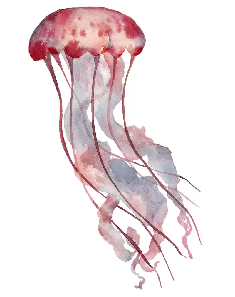 86款可爱水彩水母PNG免抠图素材插图15