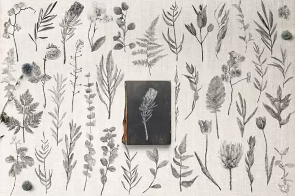 167个手绘植物柔和铅笔素描花卉PNG免抠图插图6