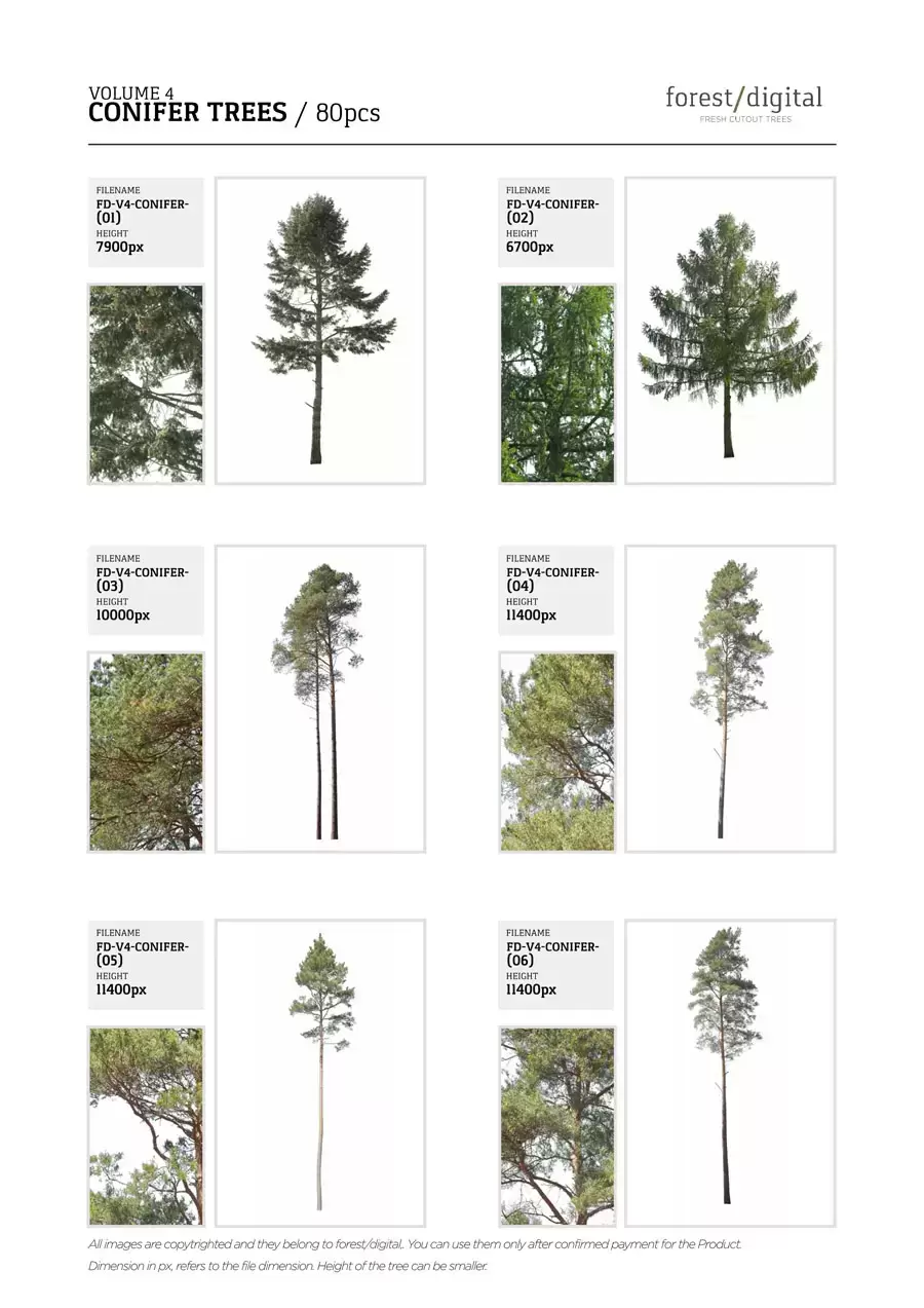80P针叶树植物JPG/PNG免抠图素材插图8