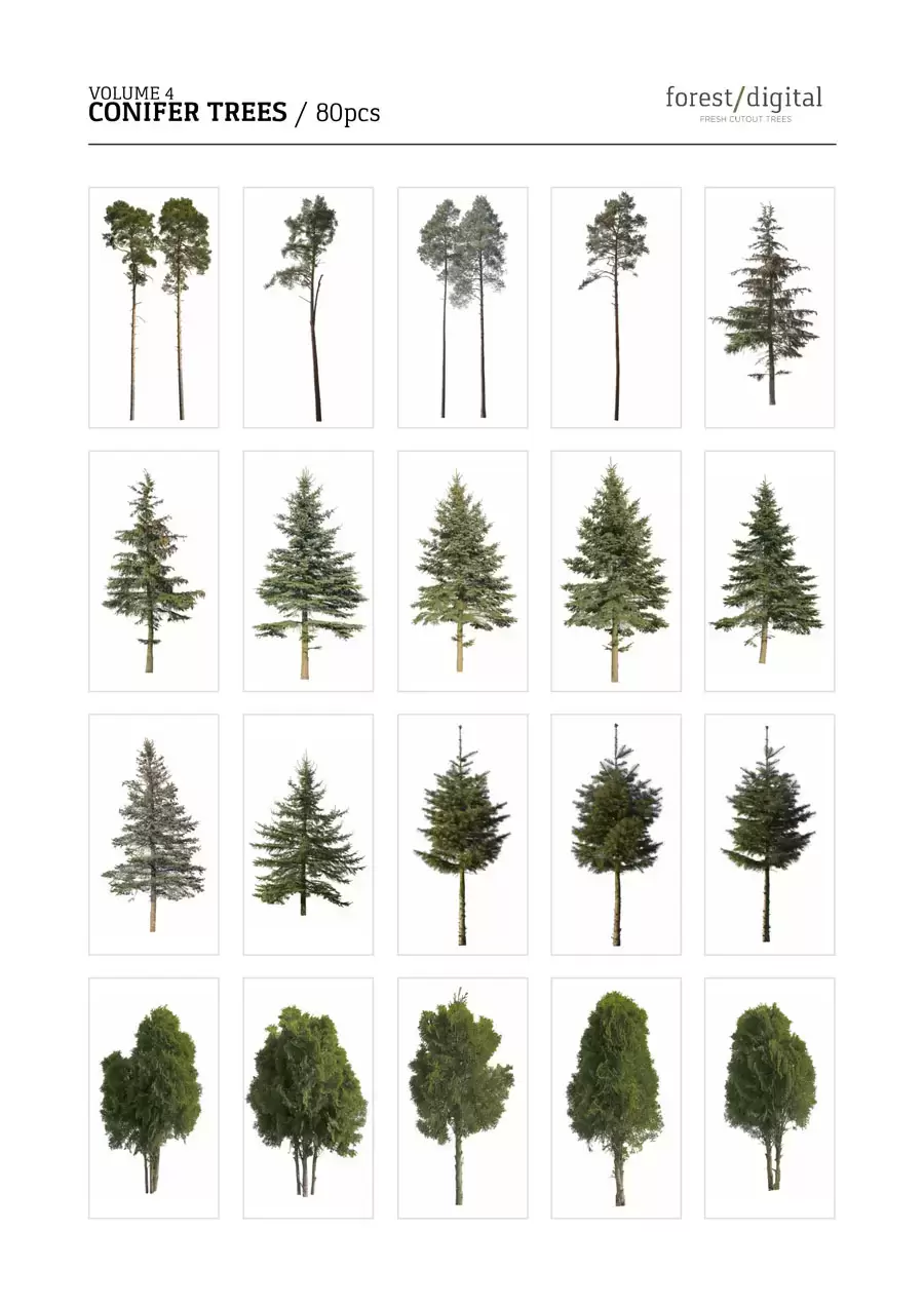 80P针叶树植物JPG/PNG免抠图素材插图6