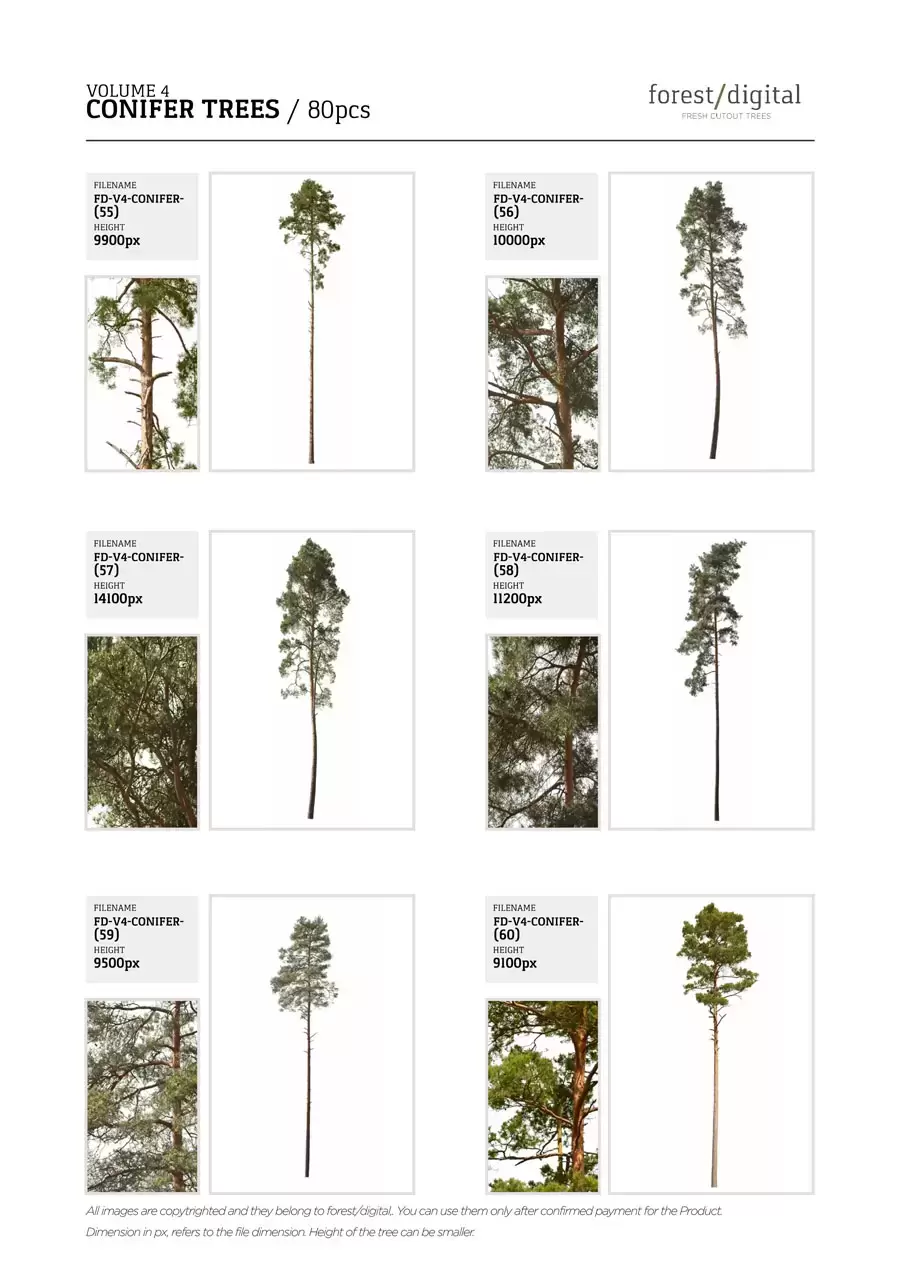 80P针叶树植物JPG/PNG免抠图素材插图17