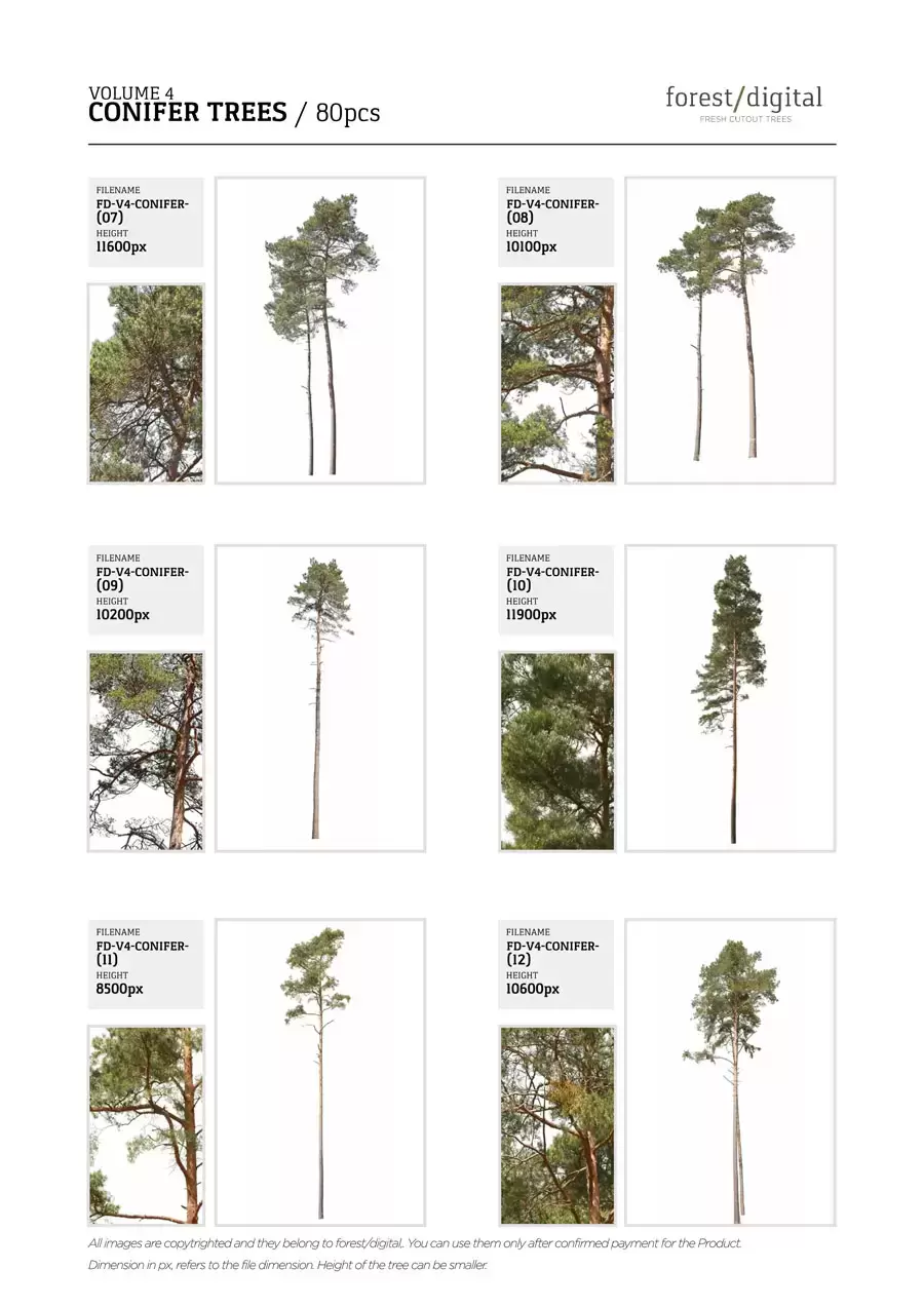 80P针叶树植物JPG/PNG免抠图素材插图10