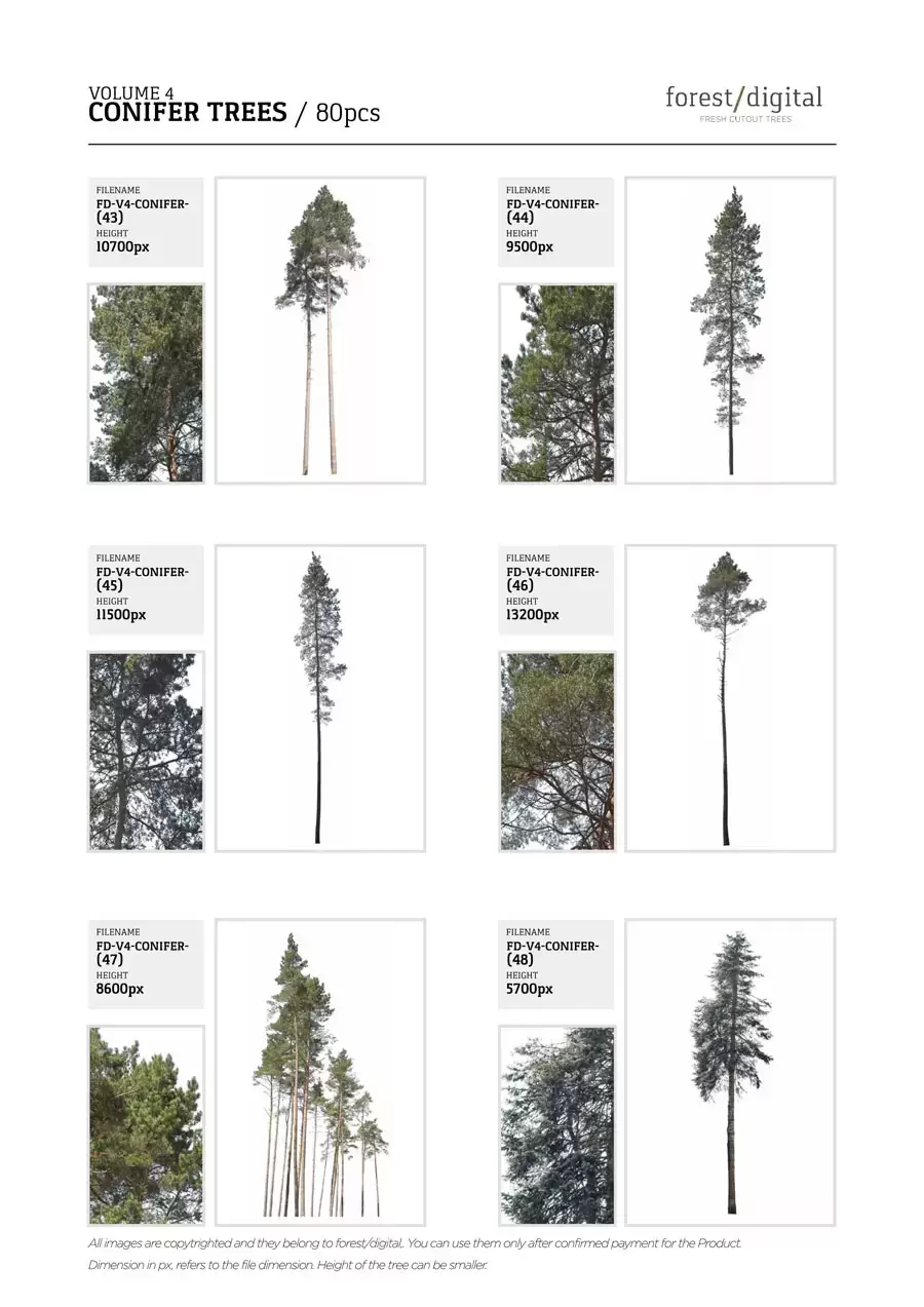 80P针叶树植物JPG/PNG免抠图素材插图15
