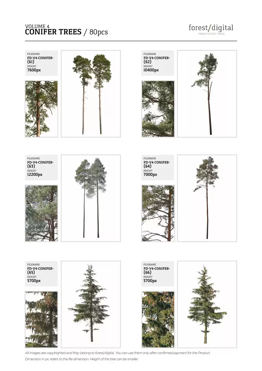 80P针叶树植物JPG/PNG免抠图素材插图18
