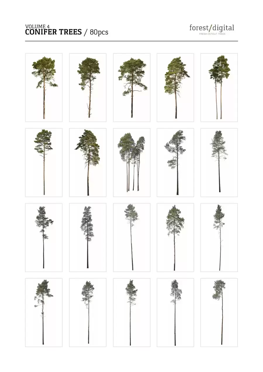 80P针叶树植物JPG/PNG免抠图素材插图4