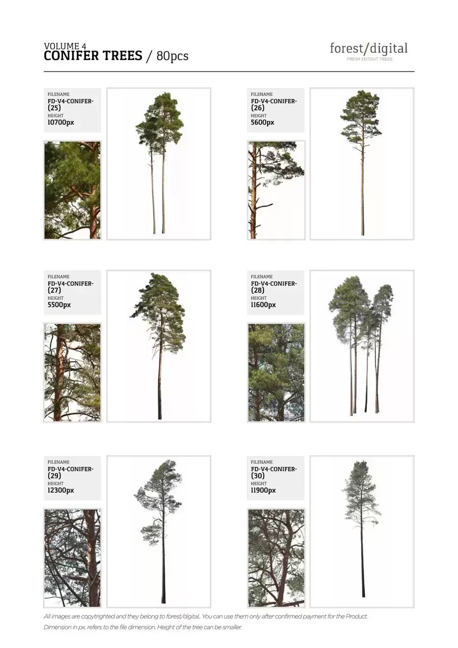 80P针叶树植物JPG/PNG免抠图素材插图11