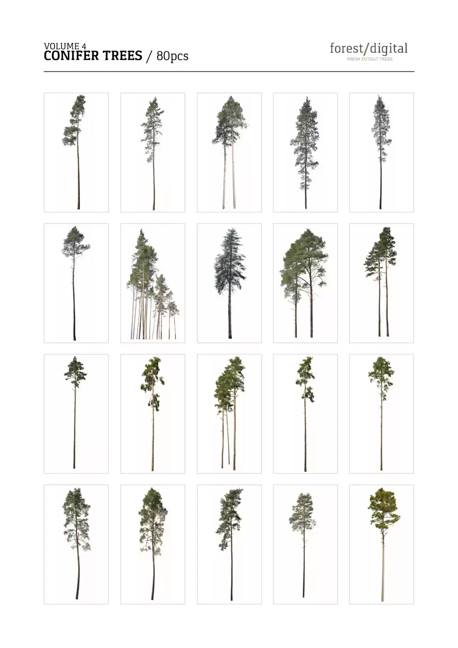 80P针叶树植物JPG/PNG免抠图素材插图7