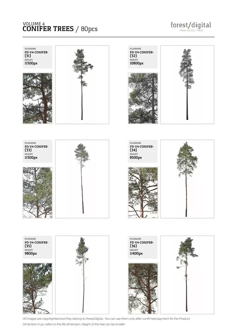 80P针叶树植物JPG/PNG免抠图素材插图14