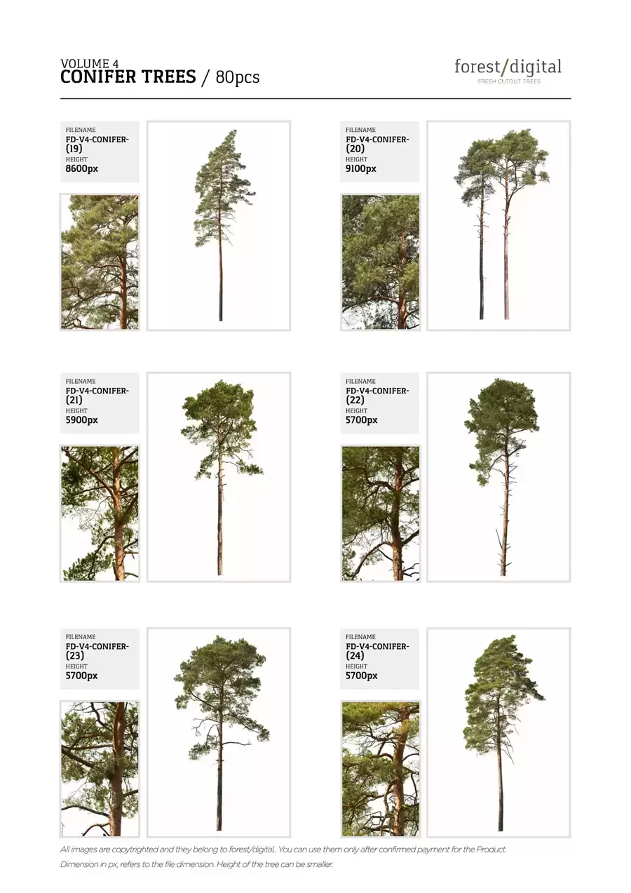 80P针叶树植物JPG/PNG免抠图素材插图12